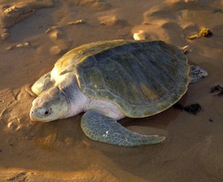 Após morte de tartarugas, passeio de cães sem guia é proibido nas praias de Pirambu
