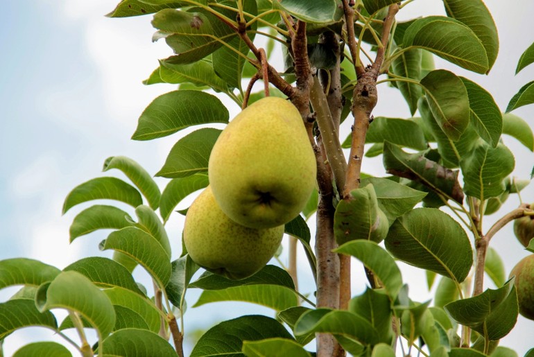 Pera irrigada é cultivada como alternativa de renda no alto sertão sergipano