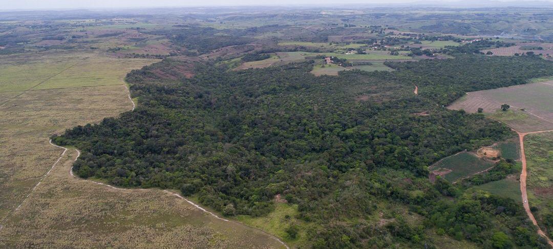 Mata do Cipó será reflorestada