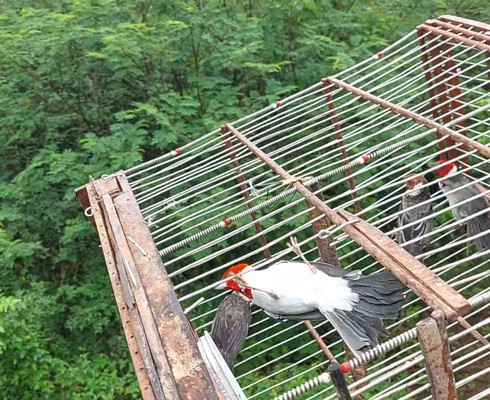 Mais de 80 animais silvestres são reinseridos na Caatinga do Alto Sertão sergipano