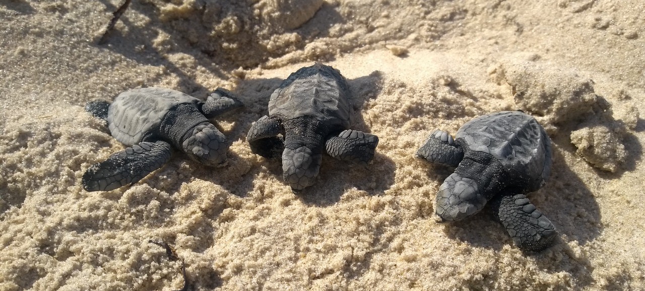 Filhotes de tartaruga são encontrados na rotatória da Coroa do Meio