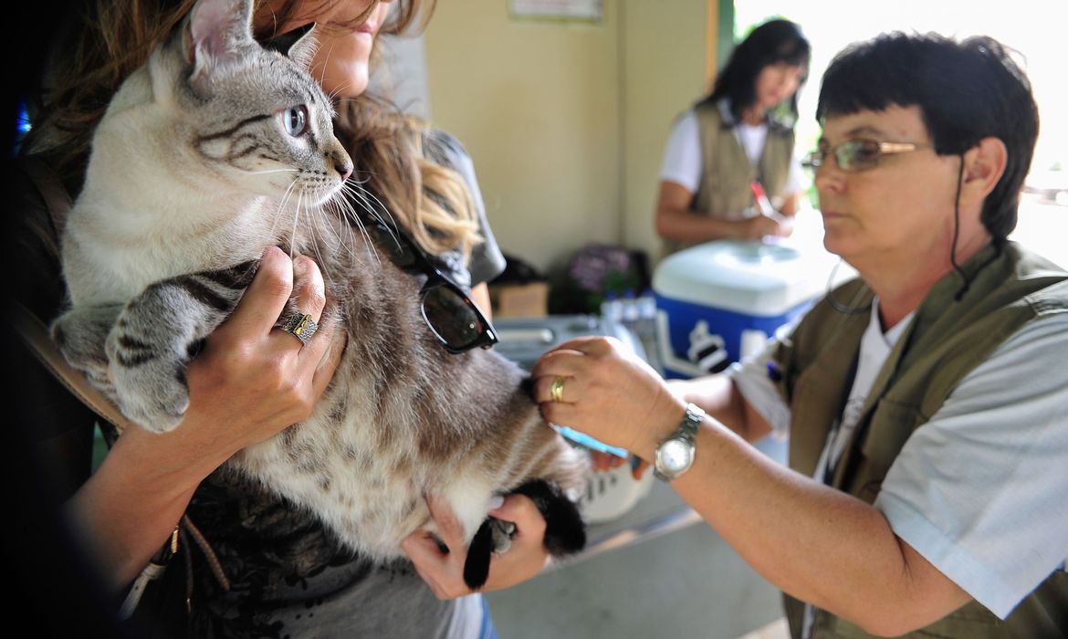 Dia Mundial contra a Raiva: veja a importância de vacinar cães e gatos
