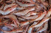 Pesca de camarão terá restrição maior no litoral sergipano a partir da próxima safra