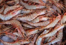 Nova regra estende defeso altera calendário da pesca em Sergipe; entenda