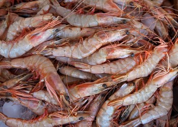 Pesca de camarão terá restrição maior no litoral sergipano a partir da próxima safra
