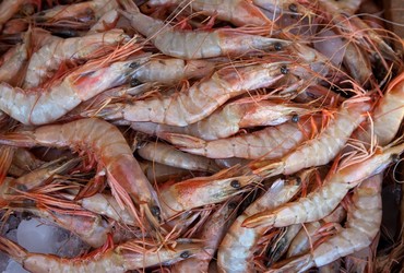 Pesca de camarão terá restrição maior no litoral sergipano a partir da próxima safra