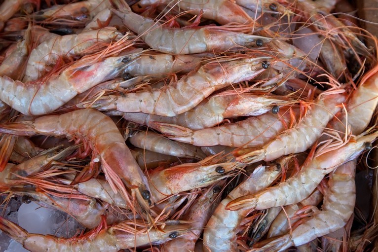 Pesca de camarão terá restrição maior no litoral sergipano a partir da próxima safra
