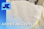 Pesquisadores desenvolvem estudos sobre o mosquito Aedes Aegypti