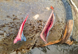 MPF aciona Justiça para reforçar proteção do peixe-boi Astro entre Sergipe e Bahia