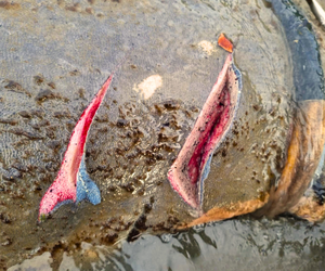 MPF aciona Justiça para reforçar proteção do peixe-boi Astro entre Sergipe e Bahia