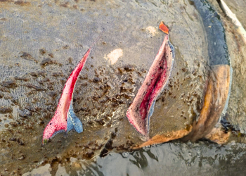MPF aciona Justiça para reforçar proteção do peixe-boi Astro entre Sergipe e Bahia