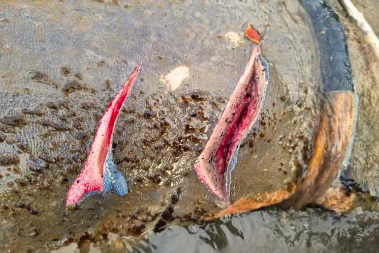 MPF aciona Justiça para reforçar proteção do peixe-boi Astro entre Sergipe e Bahia