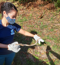Adema resgata cobra-cipo, papagaio, pardal e três saguis em Aracaju