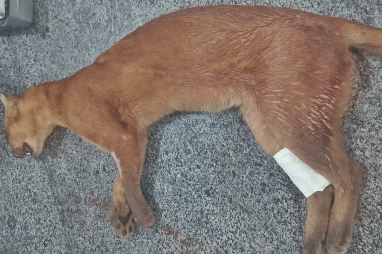 Gato-mourisco atropelado em Monte Alegre é resgatado