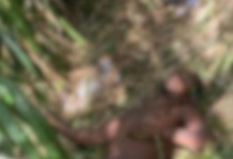 Homem é encontrado morto com perfuração no peito em terreno baldio em Marruim