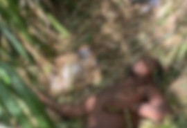 Homem é encontrado morto com perfuração no peito em terreno baldio em Marruim