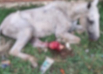 [VÍDEO] Cavalo lesionado é abandonado em São Cristóvão e moradores pedem socorro