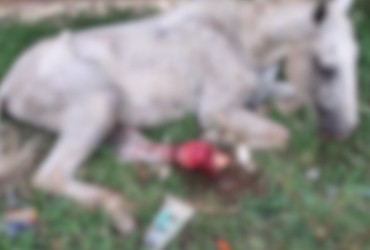 [VÍDEO] Cavalo lesionado é abandonado em São Cristóvão e moradores pedem socorro
