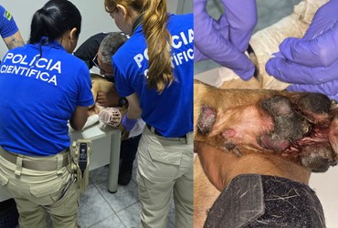 Motociclista é investigado por maus-tratos após arrastar cadela presa por coleira em Aracaju