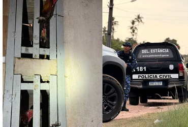 50 galos vítimas de maus-tratos são apreendidos em Estância