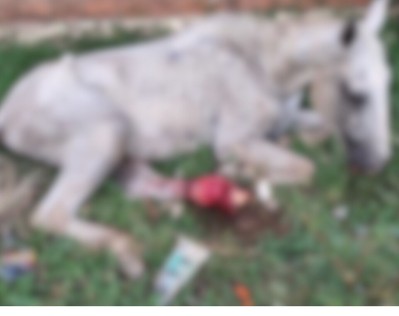 [VÍDEO] Cavalo lesionado é abandonado em São Cristóvão e moradores pedem socorro