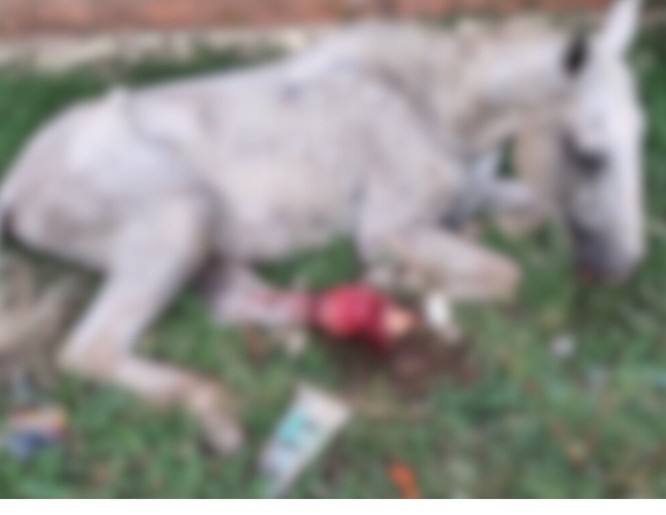 [VÍDEO] Cavalo lesionado é abandonado em São Cristóvão e moradores pedem socorro