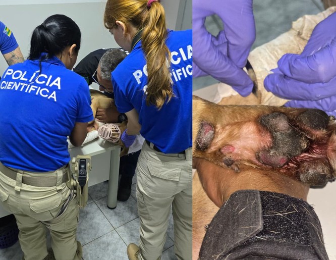 Motociclista é investigado por maus-tratos após arrastar cadela presa por coleira em Aracaju