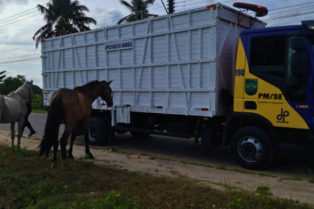 Operação apreende 12 cavalos soltos em rodovias durante o Carnaval em Sergipe