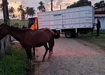 Batalhão de Polícia Rodoviária recolhe 11 Animais em rodovias de Sergipe