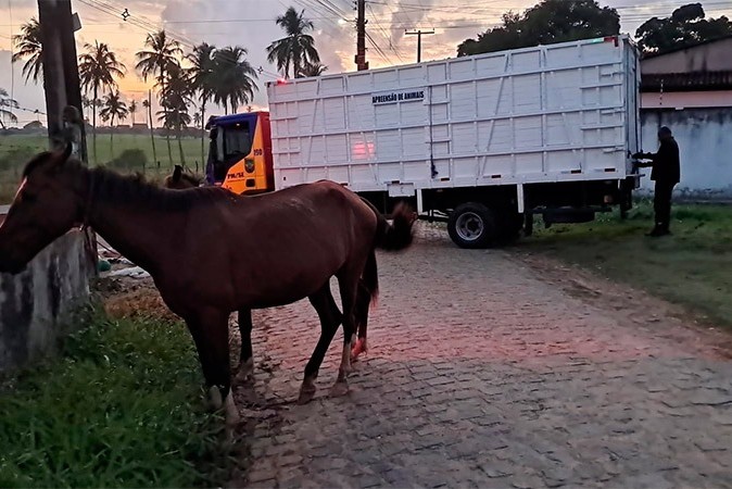 Batalhão de Polícia Rodoviária recolhe 11 Animais em rodovias de Sergipe