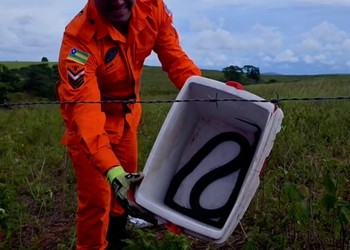 Cobra é encontrada em casa e resgatada por bombeiros em Riachão do Dantas