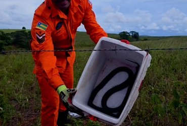 Cobra é encontrada em casa e resgatada por bombeiros em Riachão do Dantas