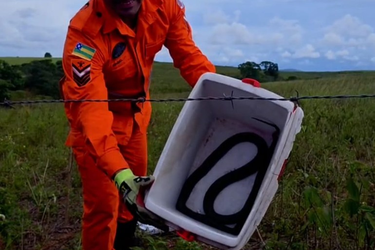 Cobra é encontrada em casa e resgatada por bombeiros em Riachão do Dantas