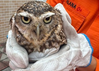 Coruja é resgatada após ficar presa em telhado de residência em Propriá