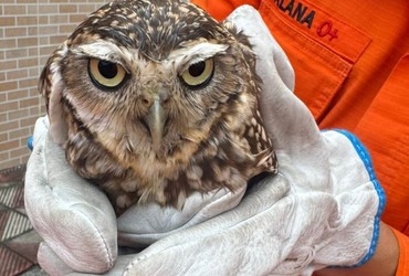 Coruja é resgatada após ficar presa em telhado de residência em Propriá