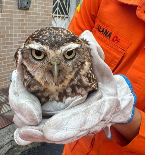 Coruja é resgatada após ficar presa em telhado de residência em Propriá