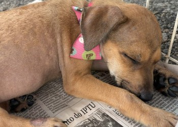 Campanha de adoção animal “Amigo Pet” acontece neste sábado em Aracaju