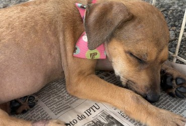 Campanha de adoção animal “Amigo Pet” acontece neste sábado em Aracaju