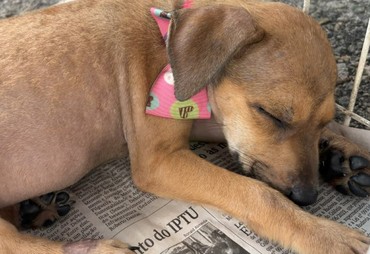 Campanha de adoção animal “Amigo Pet” acontece neste sábado em Aracaju