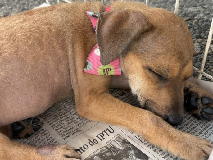 Campanha de adoção animal “Amigo Pet” acontece neste sábado em Aracaju