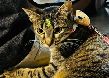 Campanha incentiva adoção responsável de cães e gatos em Aracaju