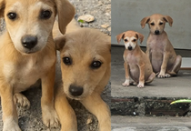 Filhotes de três meses resgatados na estrada de Itaporanga buscam nova família