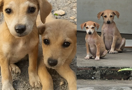 Filhotes de três meses resgatados na estrada de Itaporanga buscam nova família