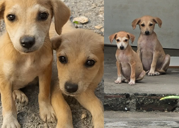 Filhotes de três meses resgatados na estrada de Itaporanga buscam nova família