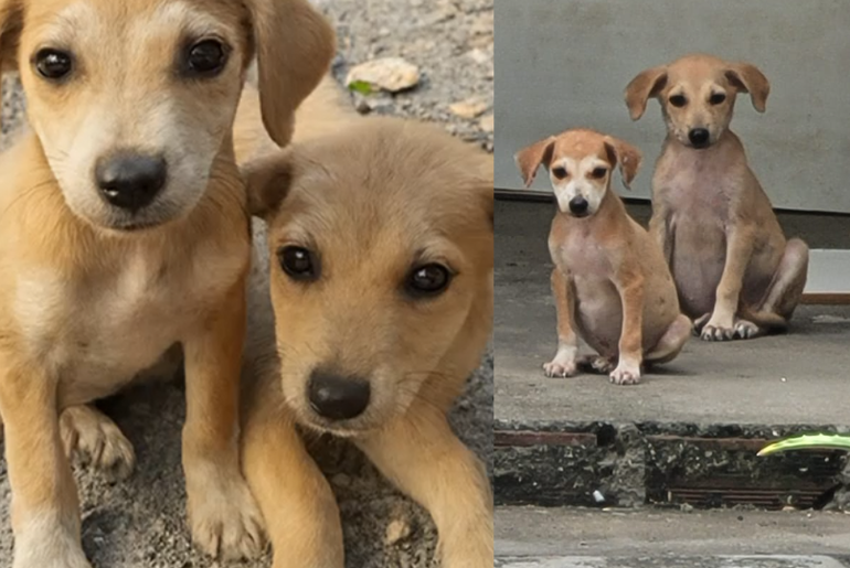 Filhotes de três meses resgatados na estrada de Itaporanga buscam nova família