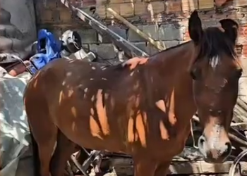Cavalo usado para puxar carroça é resgatado de situação de maus tratos em Aracaju