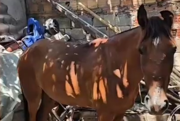 [VÍDEO] Cavalo usado para puxar carroça é resgatado de situação de maus tratos em Aracaju