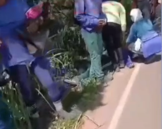 Ataque de abelhas em ônibus deixa um morto e mais de 20 feridos em Capela