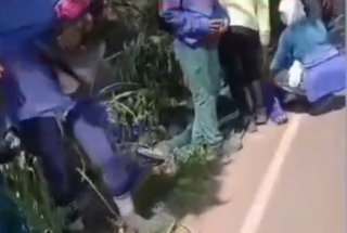 Ataque de abelhas em ônibus deixa um morto e mais de 20 feridos em Capela