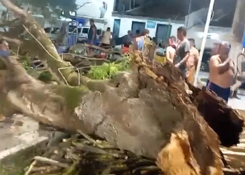 Árvore cai na Praça da Matriz e deixa comerciante ferido em São Cristóvão